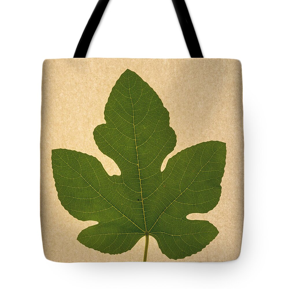 Italian Honey Fig Leaf Tote Bag featuring the photograph Italian Honey Fig Leaf #1 by Frank Wilson