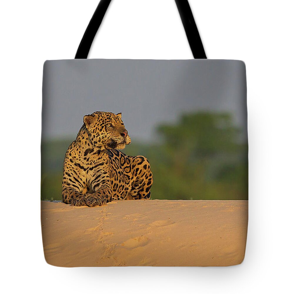 2016 Tote Bag featuring the photograph Jaguar #1 by Jean-Luc Baron