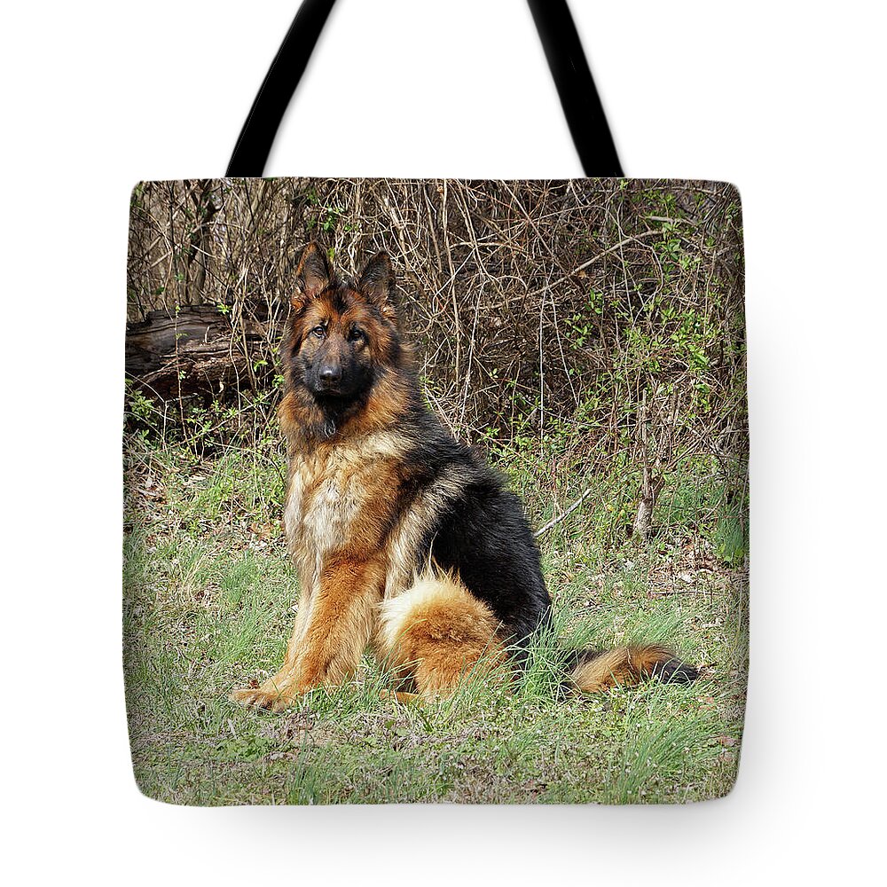 German Shepherd Tote Bag featuring the photograph Jessy #1 by Sandy Keeton