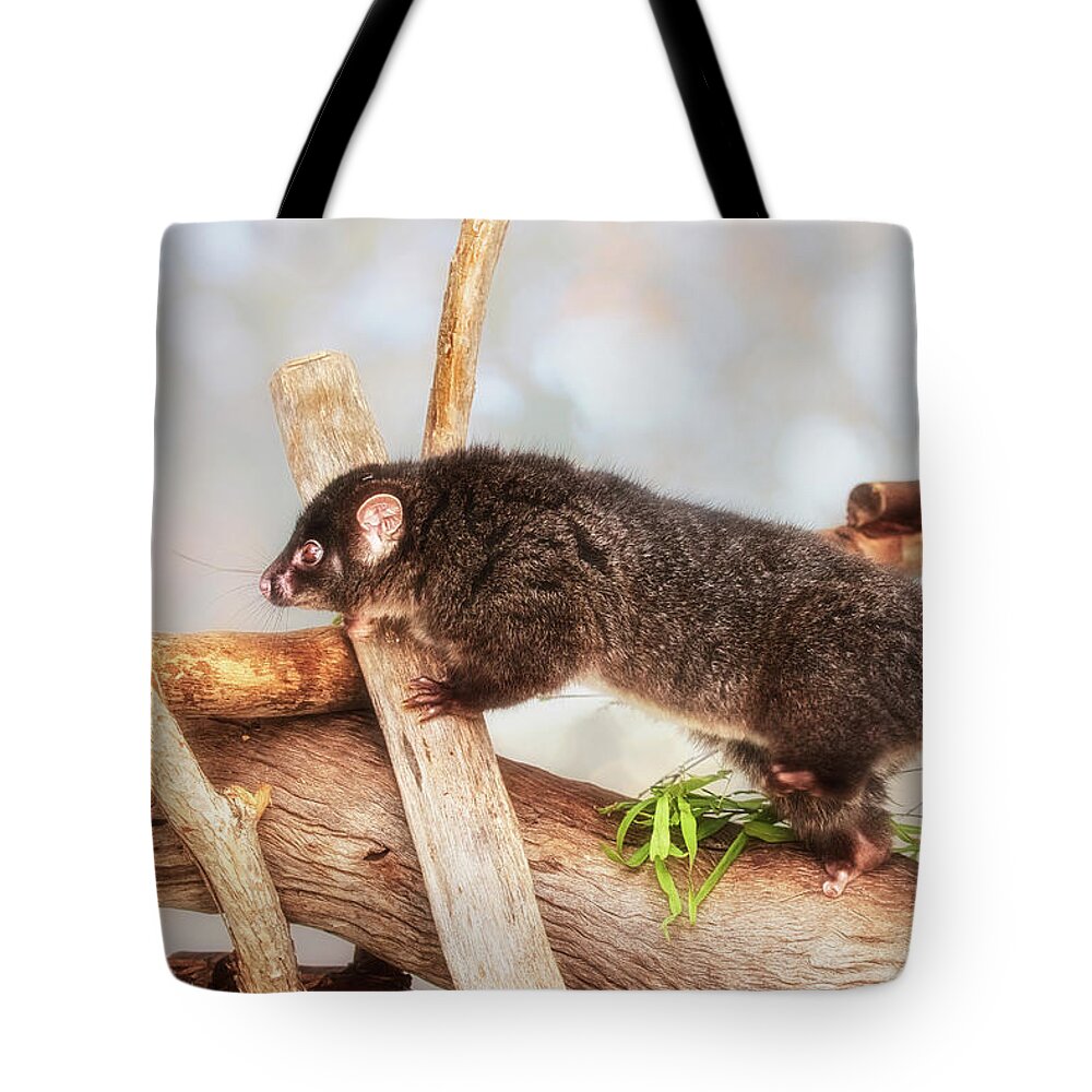 Mad About Wa Tote Bag featuring the photograph Kaya the Ringtail Possum, Native Animal Rescue #1 by Dave Catley
