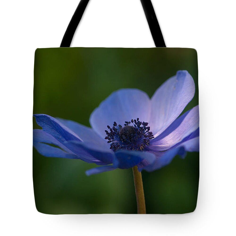 Blue Tote Bag featuring the photograph Kissed by the light #1 by Carolyn D'Alessandro