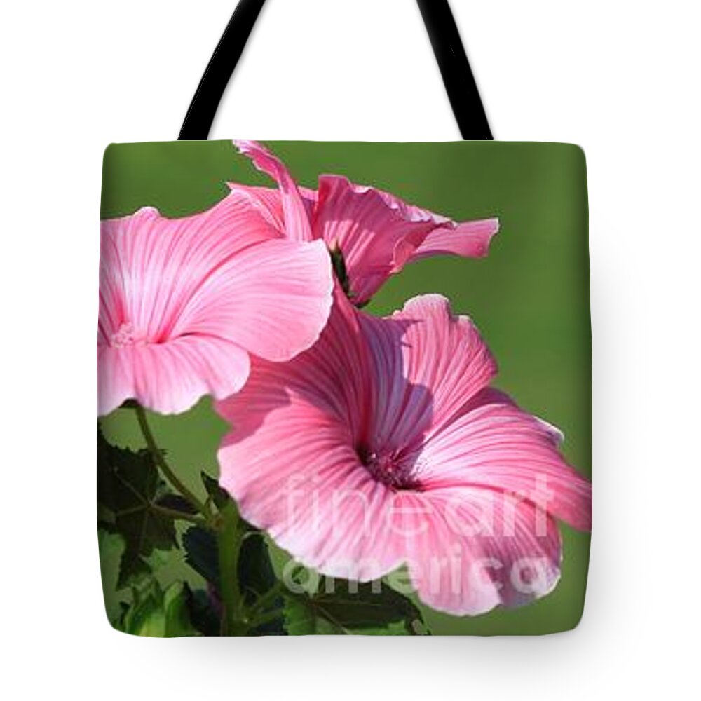 Mccombie Tote Bag featuring the photograph Lavatera named Silver Cup #5 by J McCombie