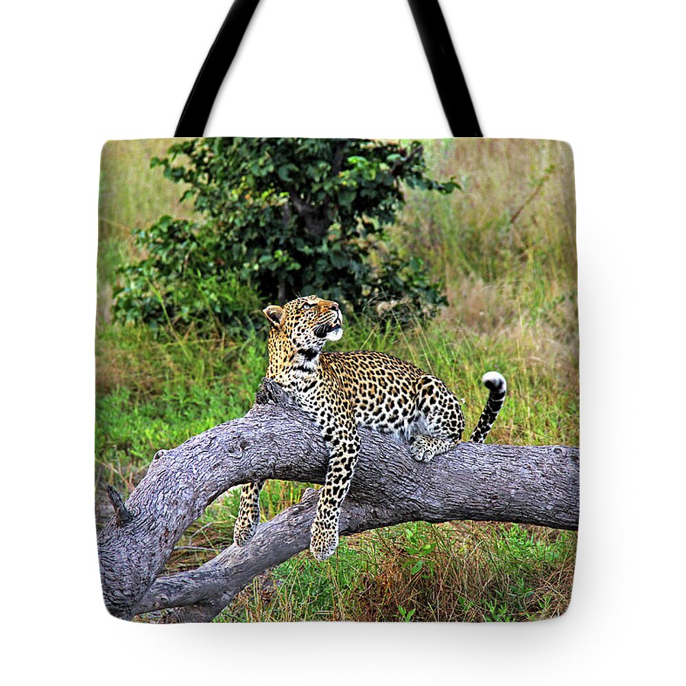 Leopard Tote Bag featuring the photograph Leopard - Botswana, Africa by Richard Krebs