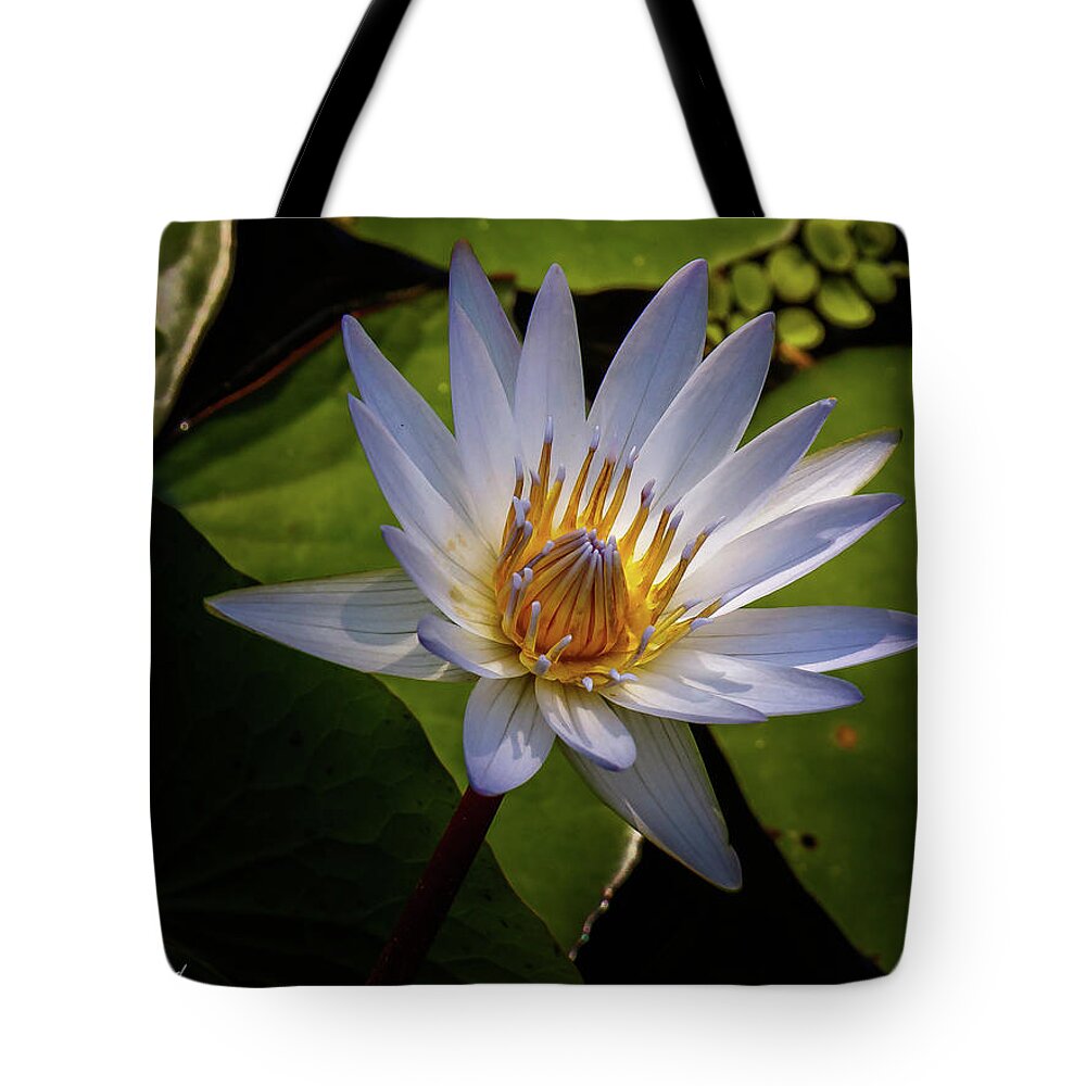 Lily Tote Bag featuring the photograph Lily #3 by Les Greenwood