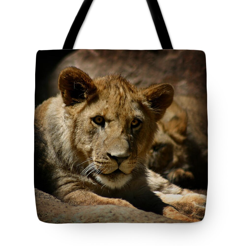 Lion Tote Bag featuring the photograph Lion Cub #1 by Anthony Jones