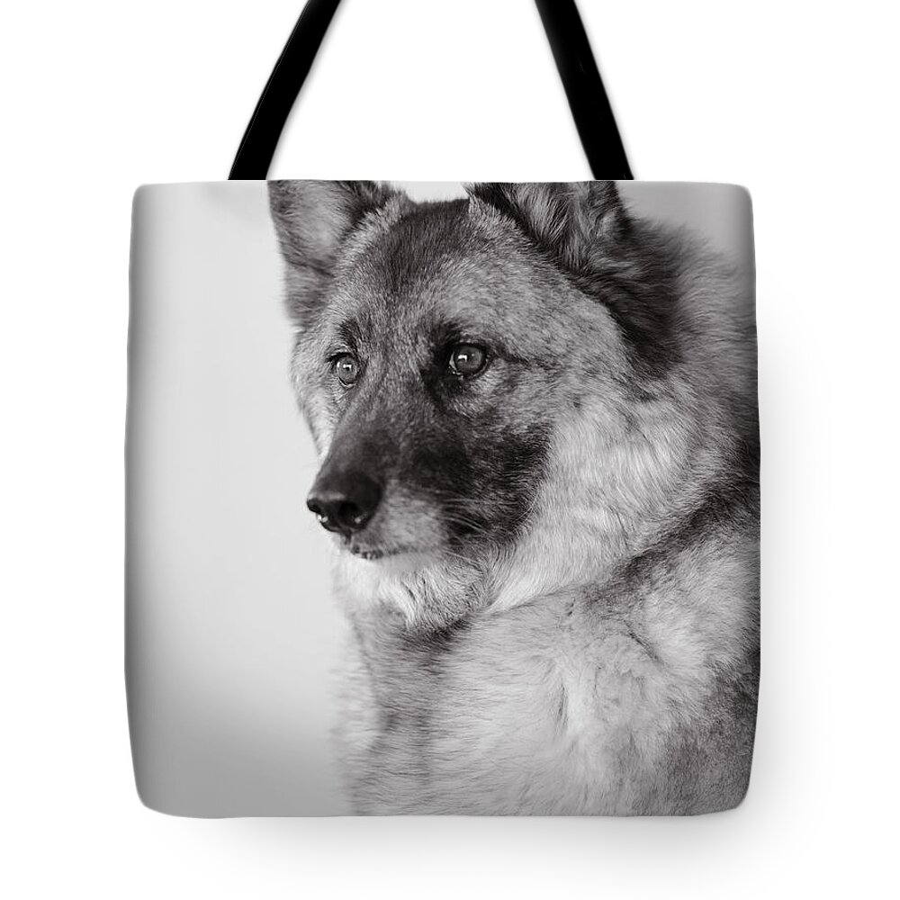 Dog Photography Tote Bag featuring the photograph Dog Loki by Irina ArchAngelSkaya