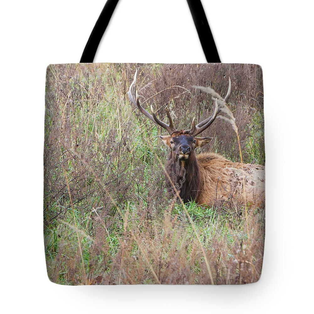 Lone Elk Park Tote Bag featuring the photograph Lone Elk by Holly Ross