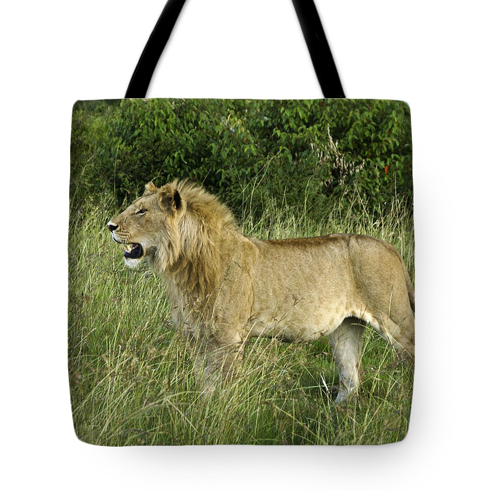 Africa Tote Bag featuring the photograph Looking for Dinner #1 by Michele Burgess