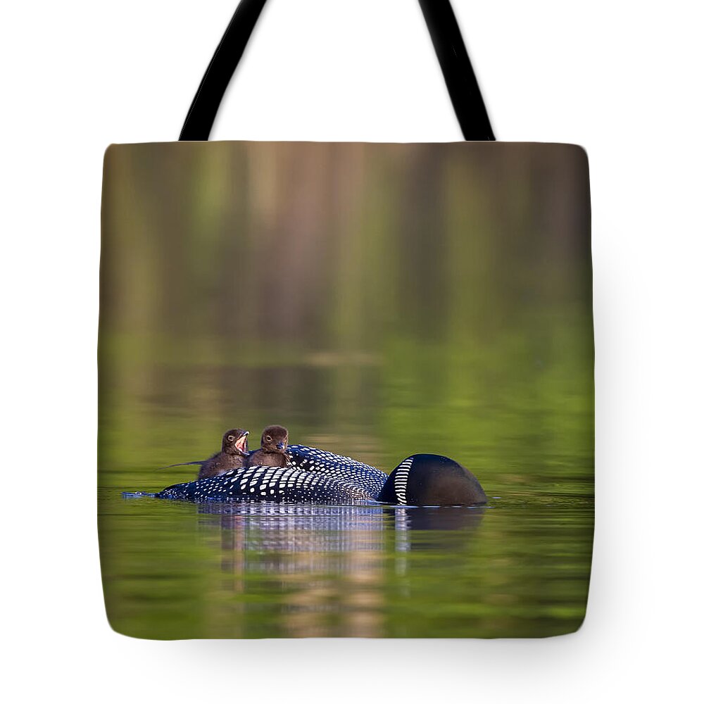 Common Loon Tote Bag featuring the photograph Loon Chick Yawn by John Vose