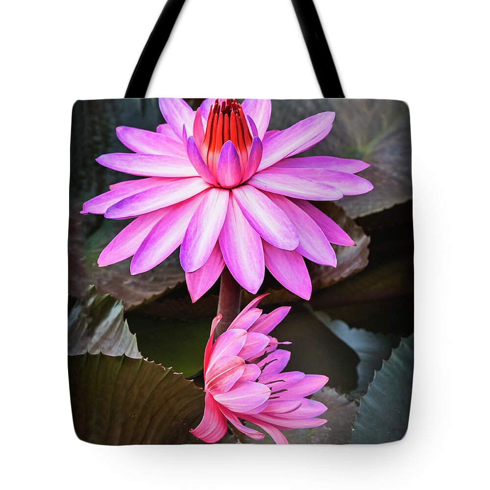 Aquatic Tote Bag featuring the photograph Splendor in water-waterlily by Usha Peddamatham