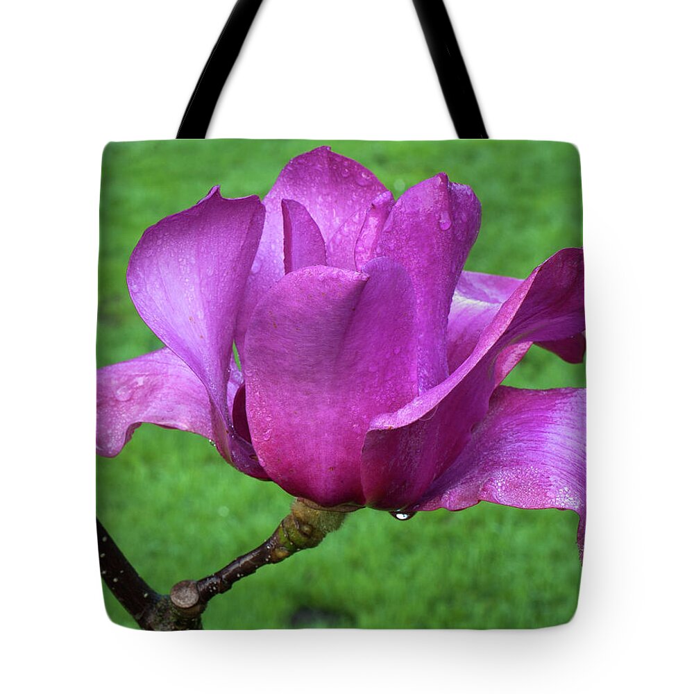 Flower Tote Bag featuring the photograph Magnolia #1 by Catherine Lau