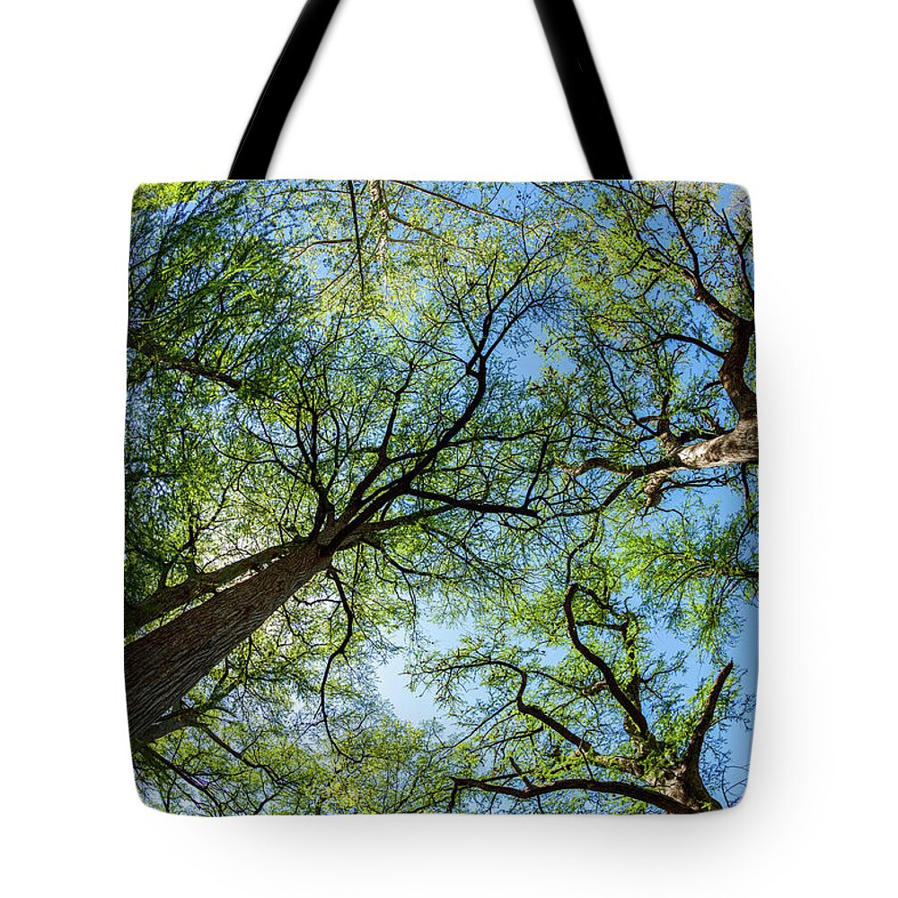 Austin Tote Bag featuring the photograph Majestic Cypress Trees #1 by Raul Rodriguez