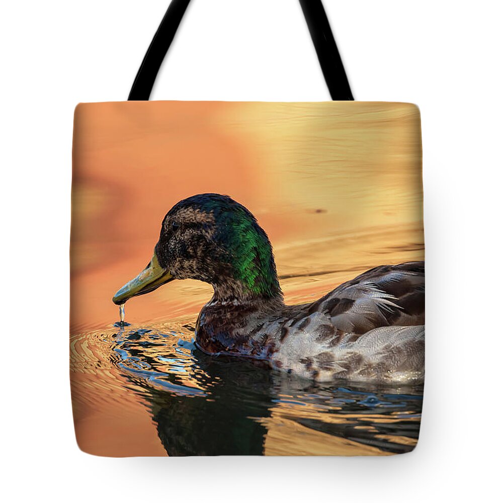 Mallard Duck Tote Bag featuring the photograph Searching For Breakfast by Jonathan Nguyen