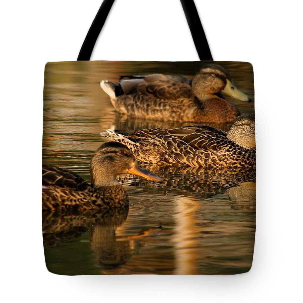 Ducks Tote Bag featuring the photograph Mallards Swimming in the Water at Magic Hour by Angela Rath