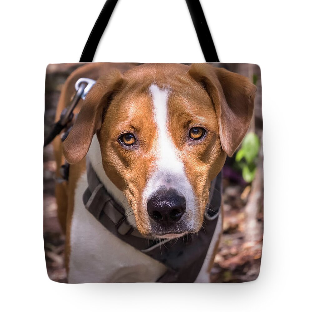 2017 Tote Bag featuring the photograph Mikey #3 by Louise Lindsay