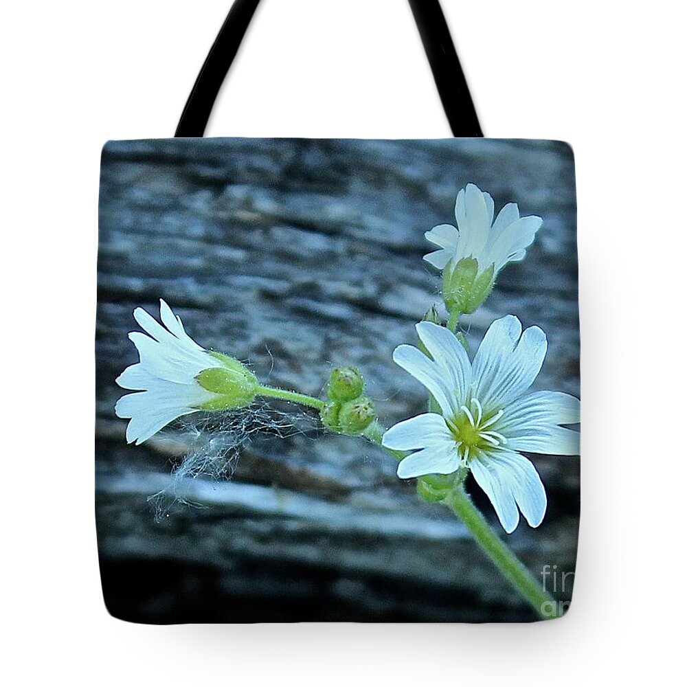 Mouse Eared Chickweed Tote Bag featuring the photograph Mouse-Eared Chickweed #1 by Ann E Robson