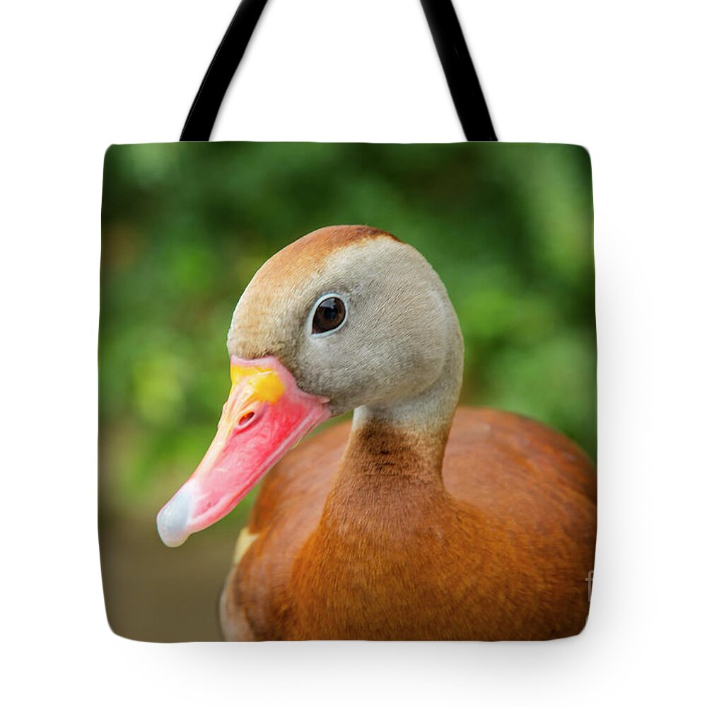 Cameron Park Zoo Tote Bag featuring the photograph Whistling Duck Best Pose by Bob Phillips