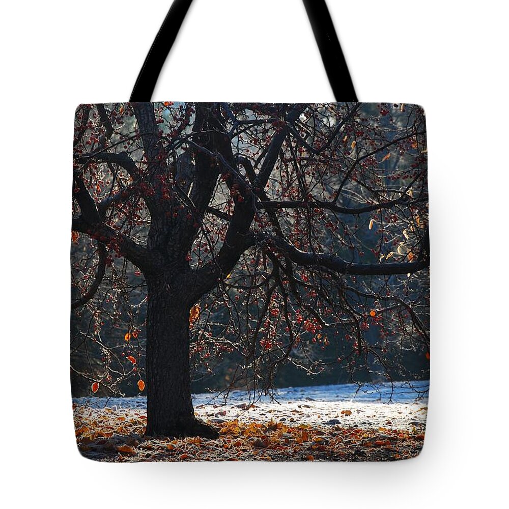 rancho San Rafael Tote Bag featuring the photograph My Favorite Tree #1 by Janis Knight