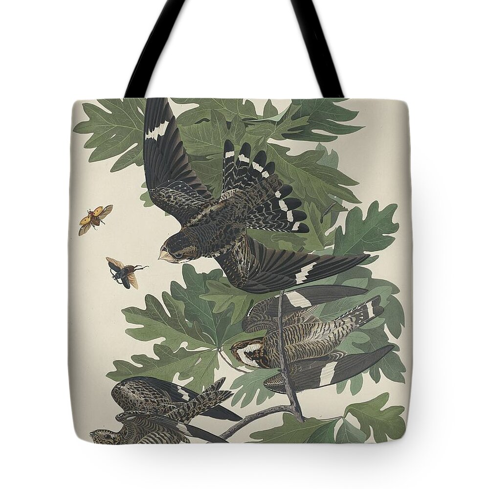 Audubon Tote Bag featuring the drawing Night Hawk #1 by Dreyer Wildlife Print Collections 