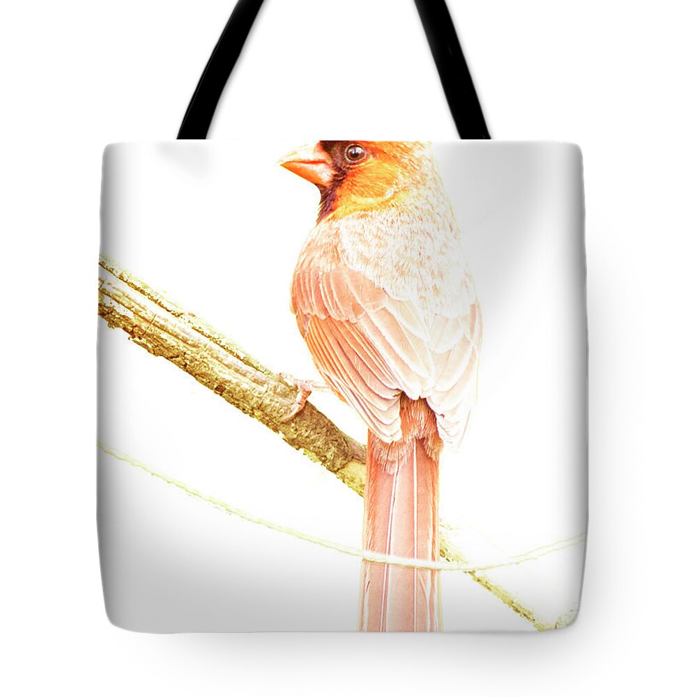 Northern Cardinal Tote Bag featuring the photograph Northern Cardinal, Male in Winter #1 by A Macarthur Gurmankin