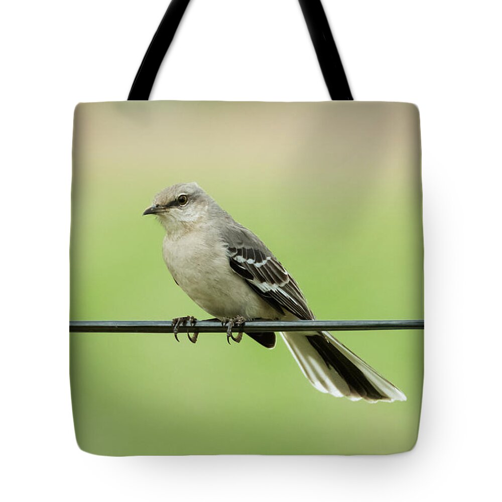 Bird Tote Bag featuring the photograph Northern Mockingbird by Holden The Moment