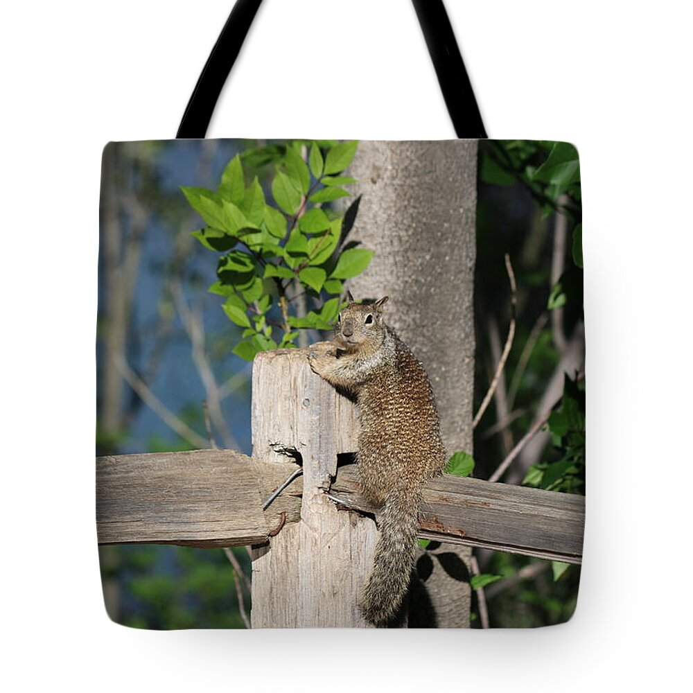 Squirrel Tote Bag featuring the photograph On the Fence #1 by Christy Pooschke