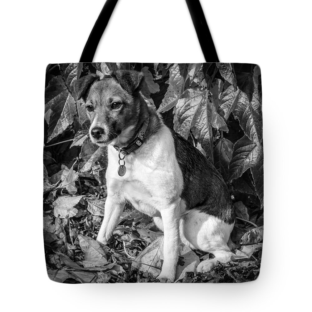 Dog Tote Bag featuring the photograph On the Leaves #1 by Nick Bywater