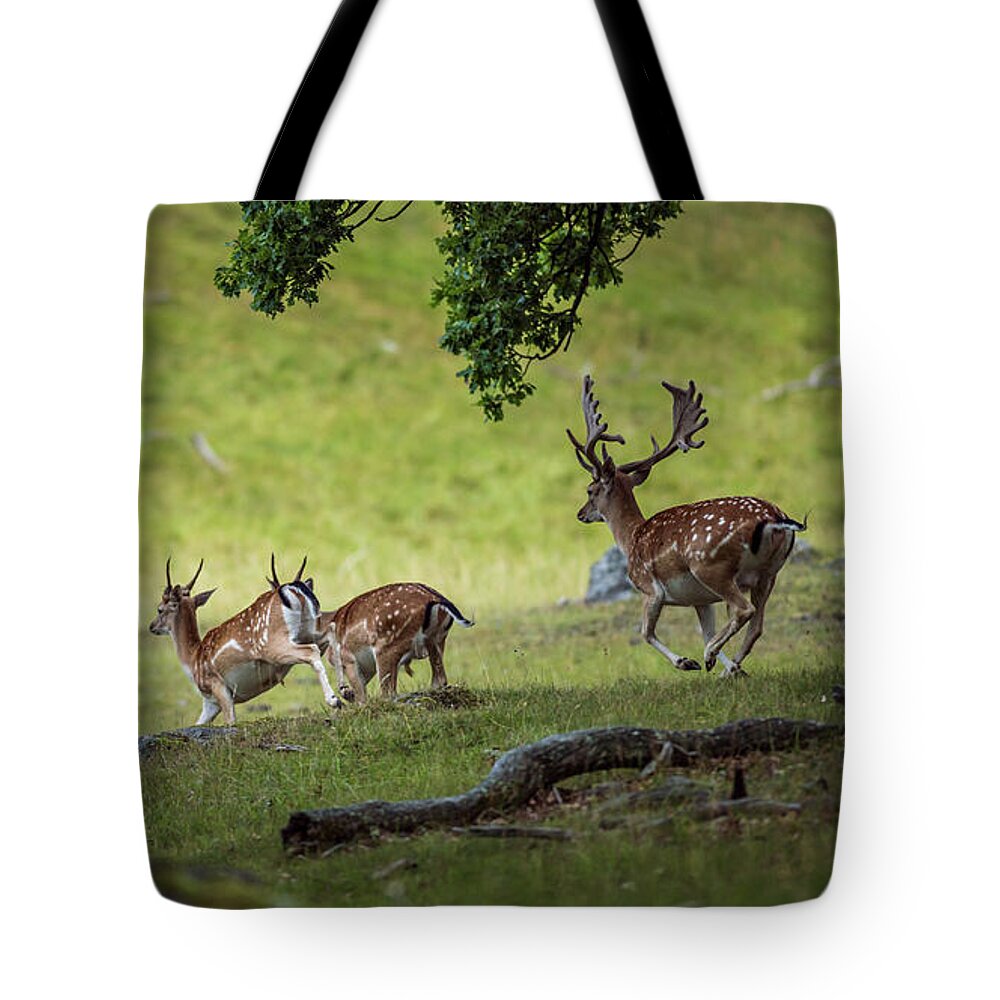 Four Fallow Deer Bucks Tote Bag featuring the photograph On the run #2 by Torbjorn Swenelius