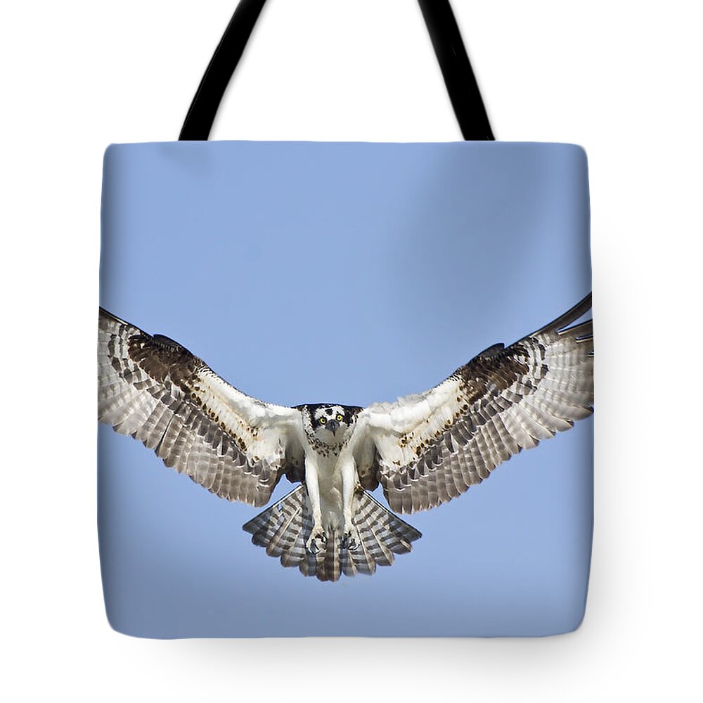 Osprey Tote Bag featuring the photograph Osprey in Flight by Bob Decker