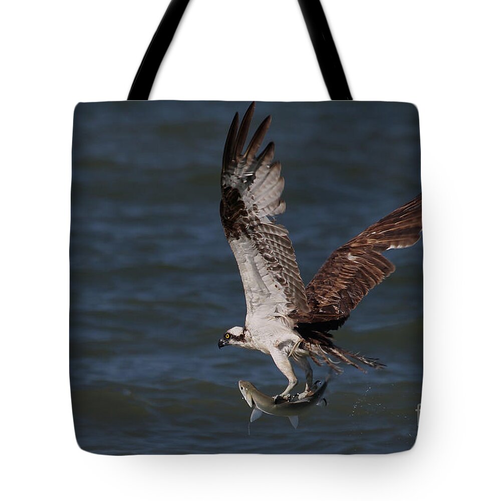 Osprey Tote Bag featuring the photograph Osprey in Flight #1 by Meg Rousher