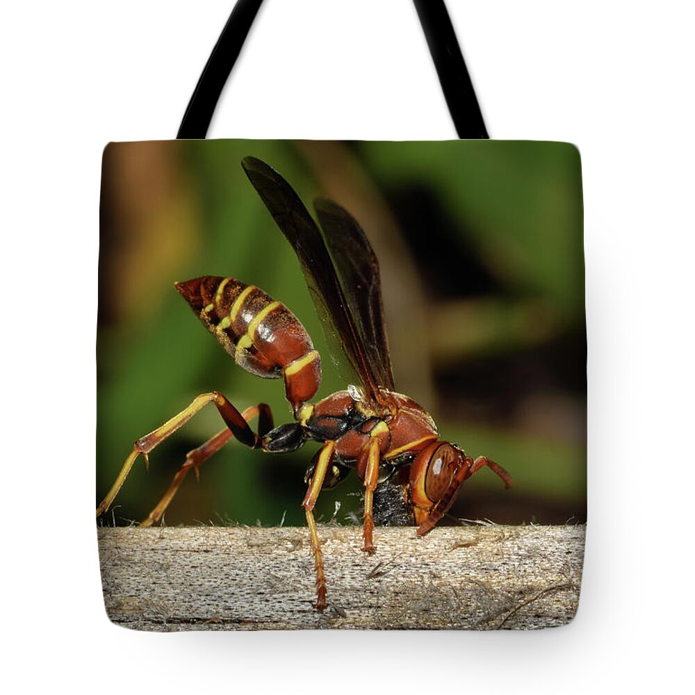 Photograph Tote Bag featuring the photograph Paper Wasp #1 by Larah McElroy
