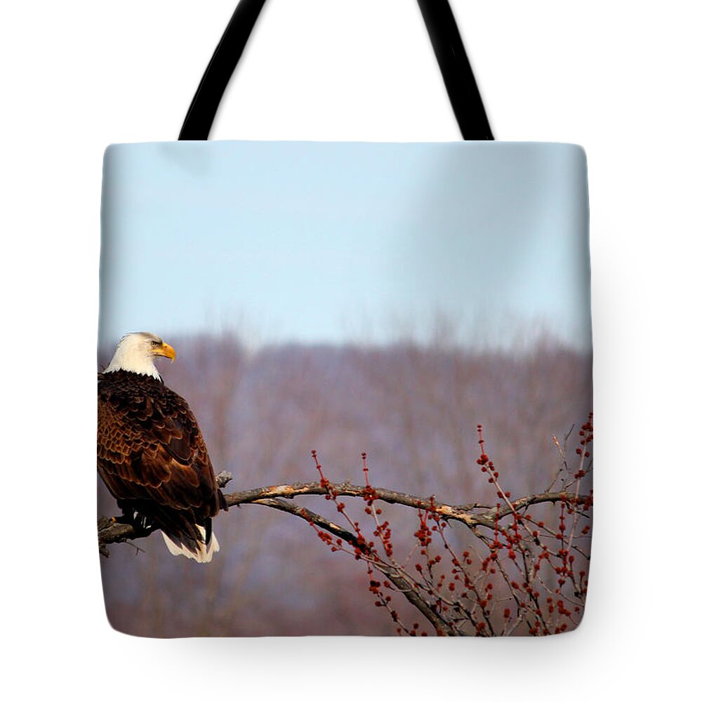 American Bald Eagle Tote Bag featuring the photograph Perched #1 by Brook Burling