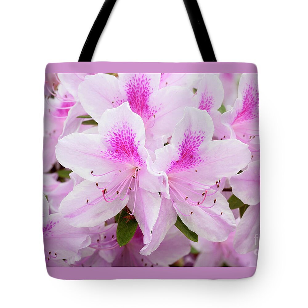 Azalea Tote Bag featuring the photograph Pink Perfection by Patty Colabuono
