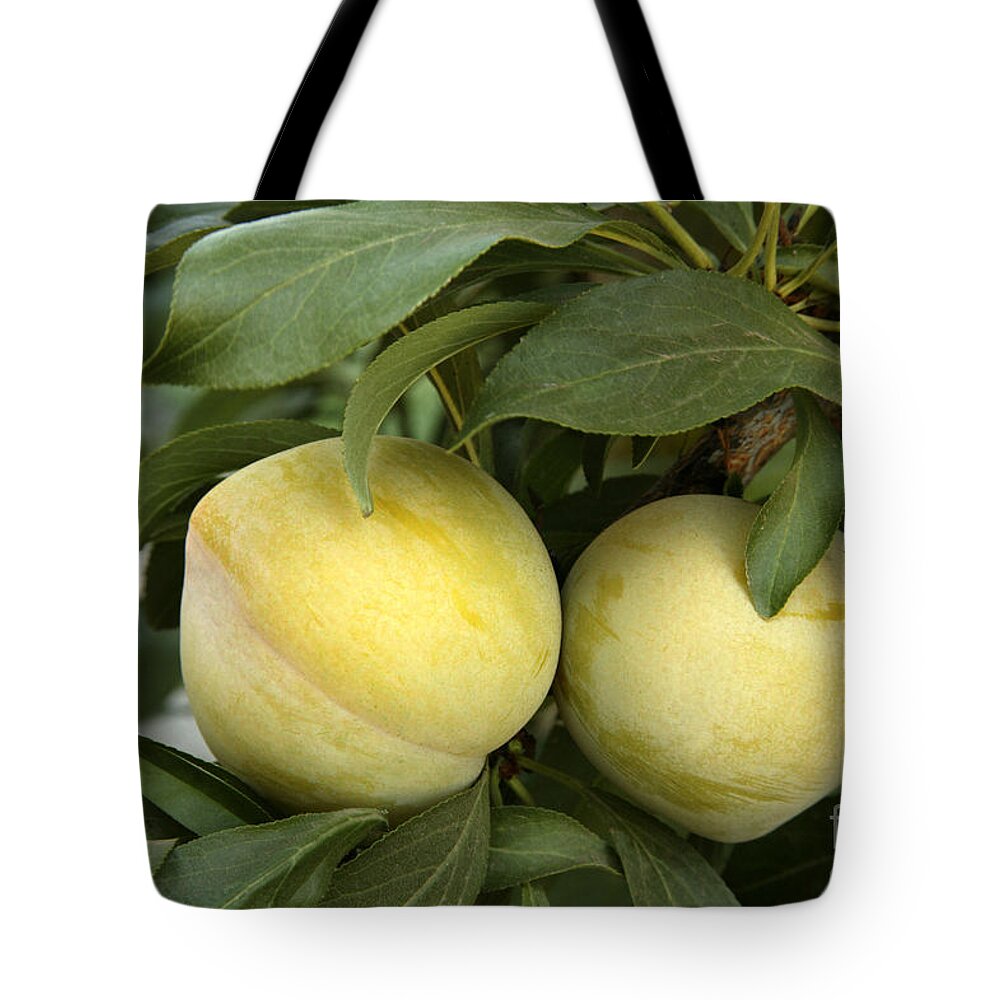 Plums Tote Bag featuring the photograph Plums On A Branch #1 by Inga Spence