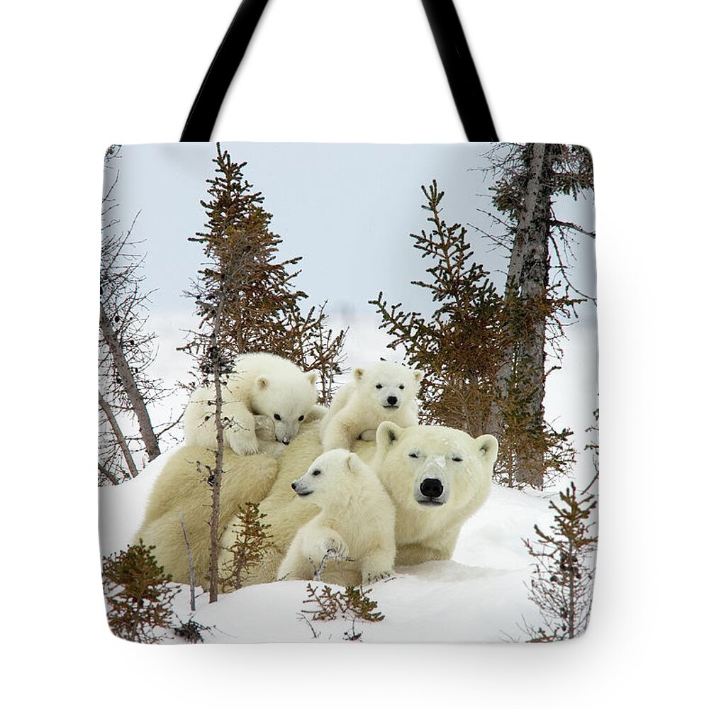 #faatoppicks Tote Bag featuring the photograph Polar Bear Ursus Maritimus Trio #1 by Matthias Breiter