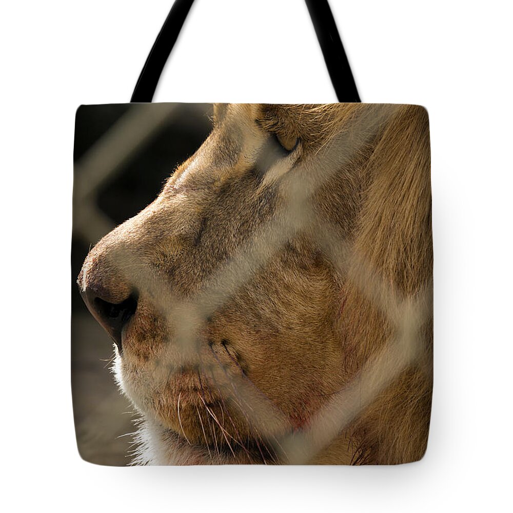 Acres Tote Bag featuring the photograph Profile of a King #2 by Travis Rogers