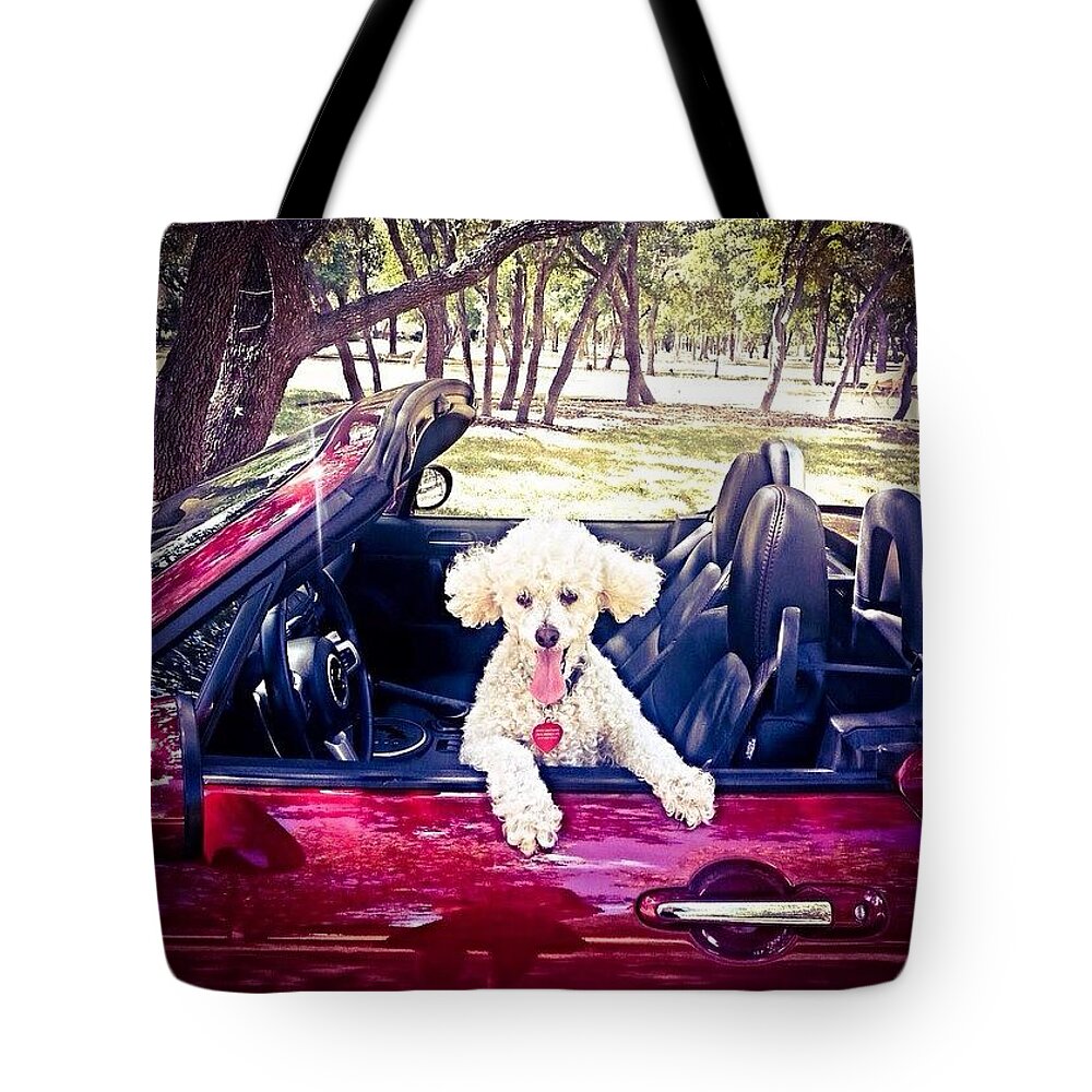 Caroftheday Tote Bag featuring the photograph Pucci Hold On To Your Ears!!! #mx5 #1 by Austin Tuxedo Cat