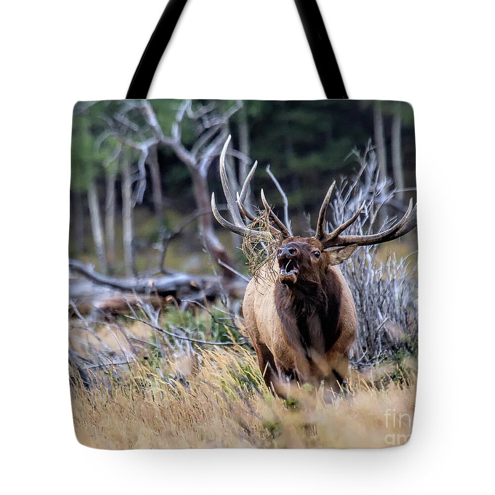 Elk Tote Bag featuring the photograph Raging Bull by Jim Garrison