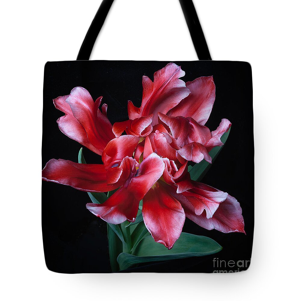 Flower Tote Bag featuring the photograph Rare Tulip Willemsoord #2 by Ann Jacobson