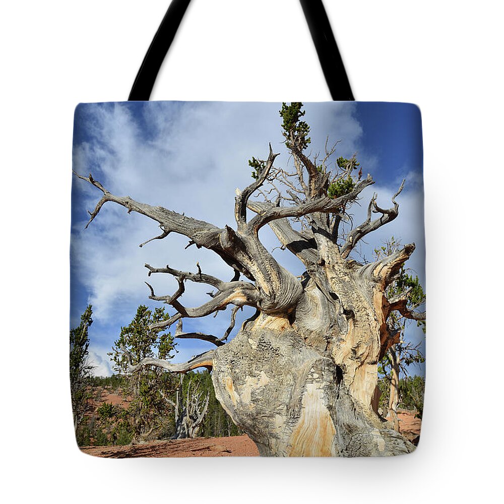 Bristlecone Pine Tote Bag featuring the photograph Reaching for the Sky #1 by Ray Mathis