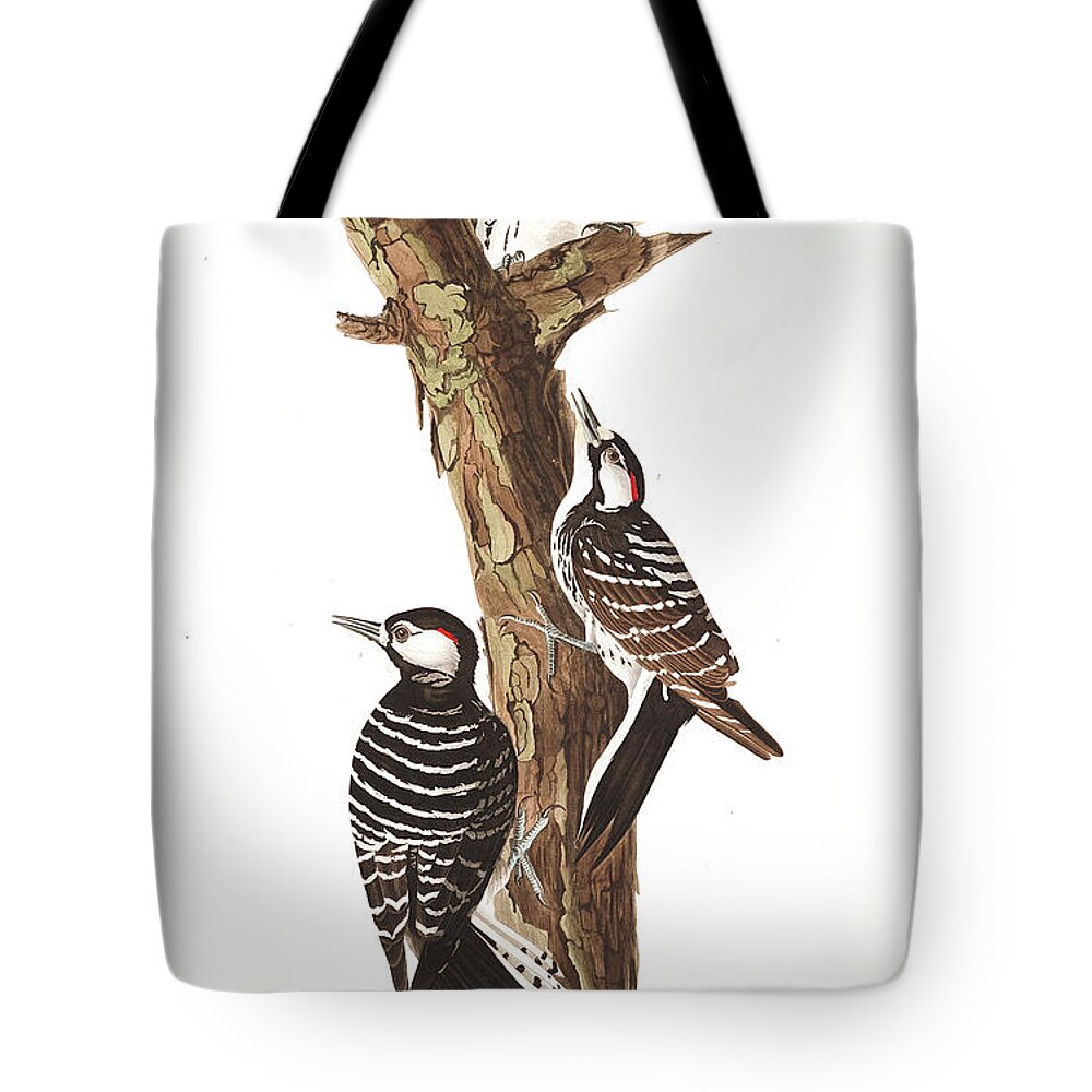 Red-cockaded Woodpecker Tote Bag featuring the painting Red-Cockaded Woodpecker #1 by John James Audubon