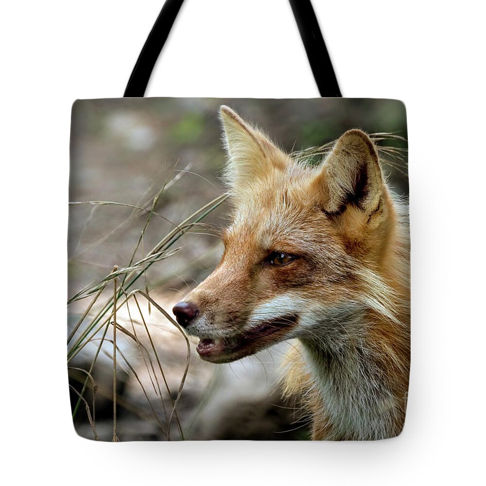 Fox Tote Bag featuring the photograph Red fox portrait #1 by Sam Rino