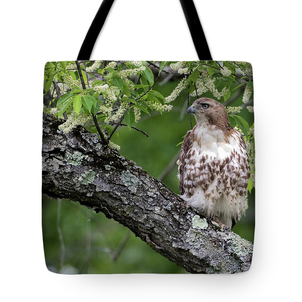 Red Tailed Hawk Tote Bag featuring the photograph Red Tailed Hawk #1 by Sam Rino