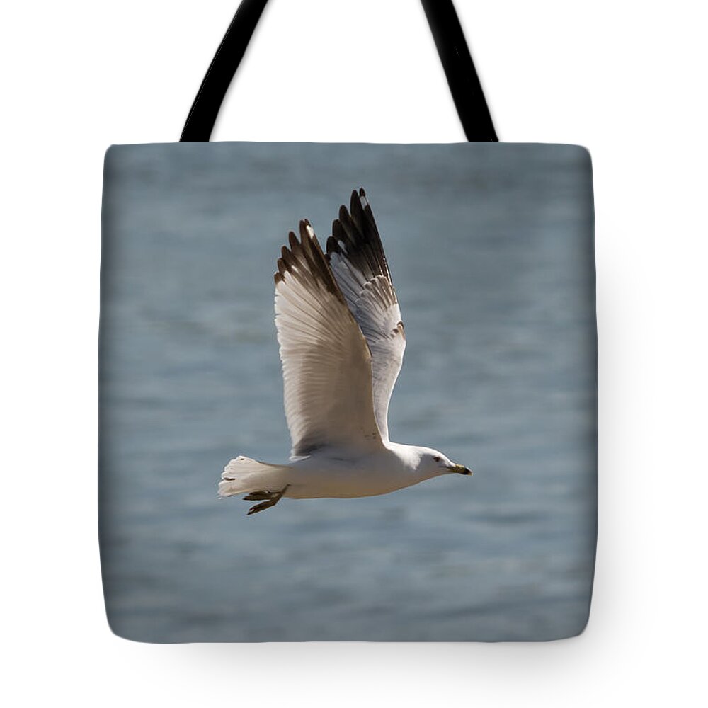 Ring Billed Gull Tote Bag featuring the photograph Ring-Billed Gull by Holden The Moment