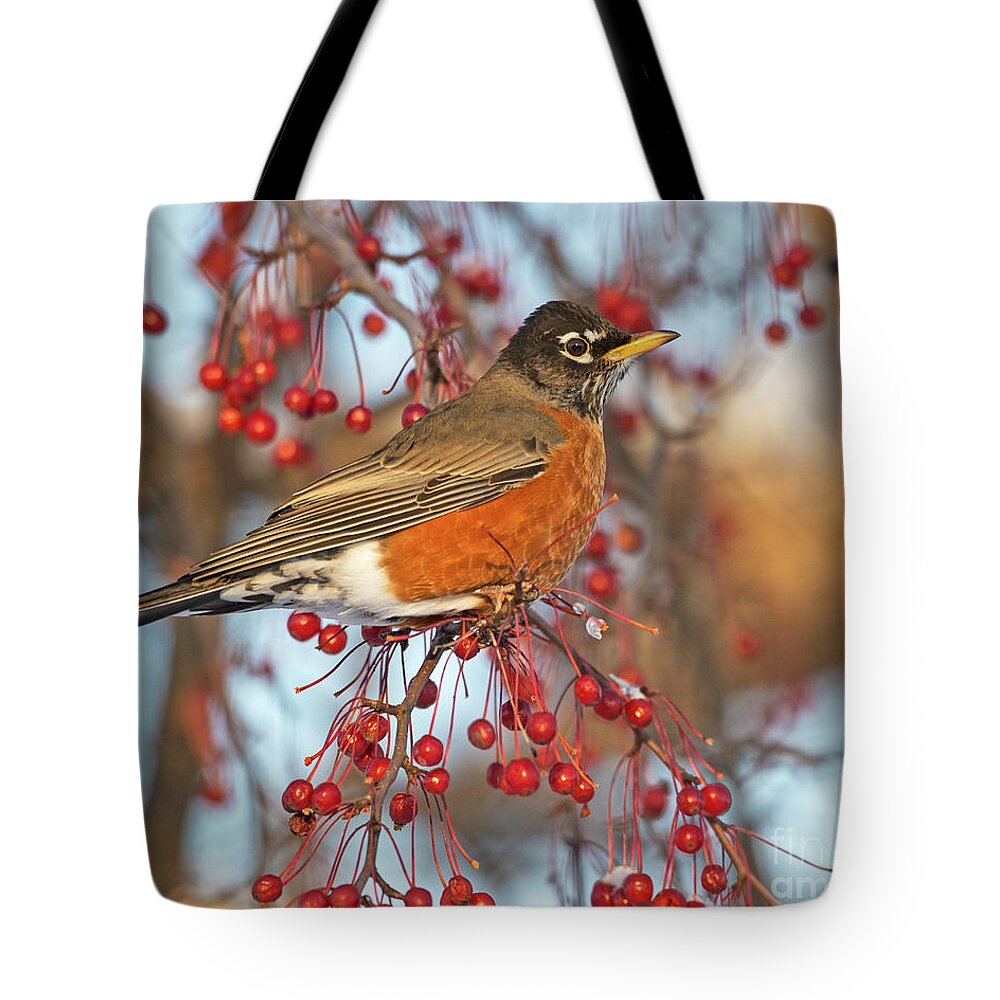 Nina Stavlund Tote Bag featuring the photograph Robin.. #1 by Nina Stavlund