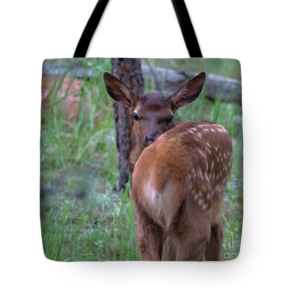 Baby Elk Tote Bag featuring the photograph Rubber Necking by Jim Garrison