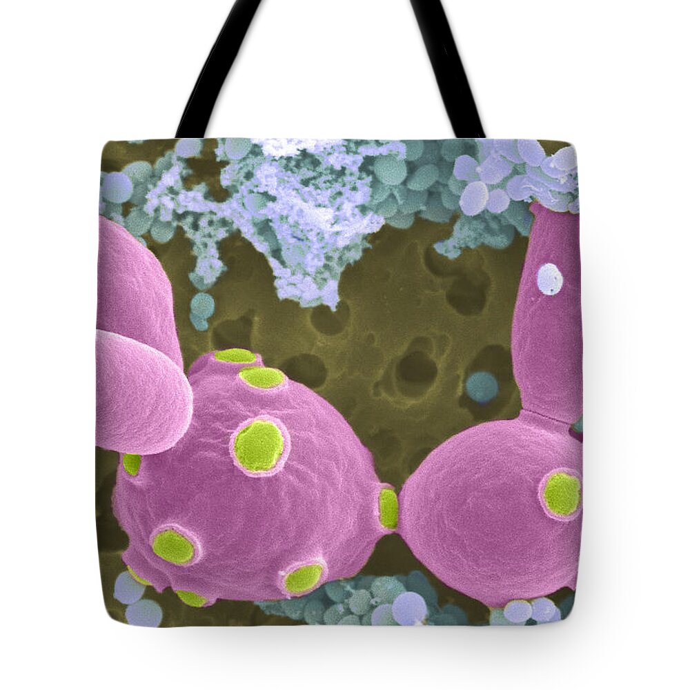Saccharomyces Cerevisiae Tote Bag featuring the photograph Saccharomyces Cerevisiae Sem #1 by Scimat