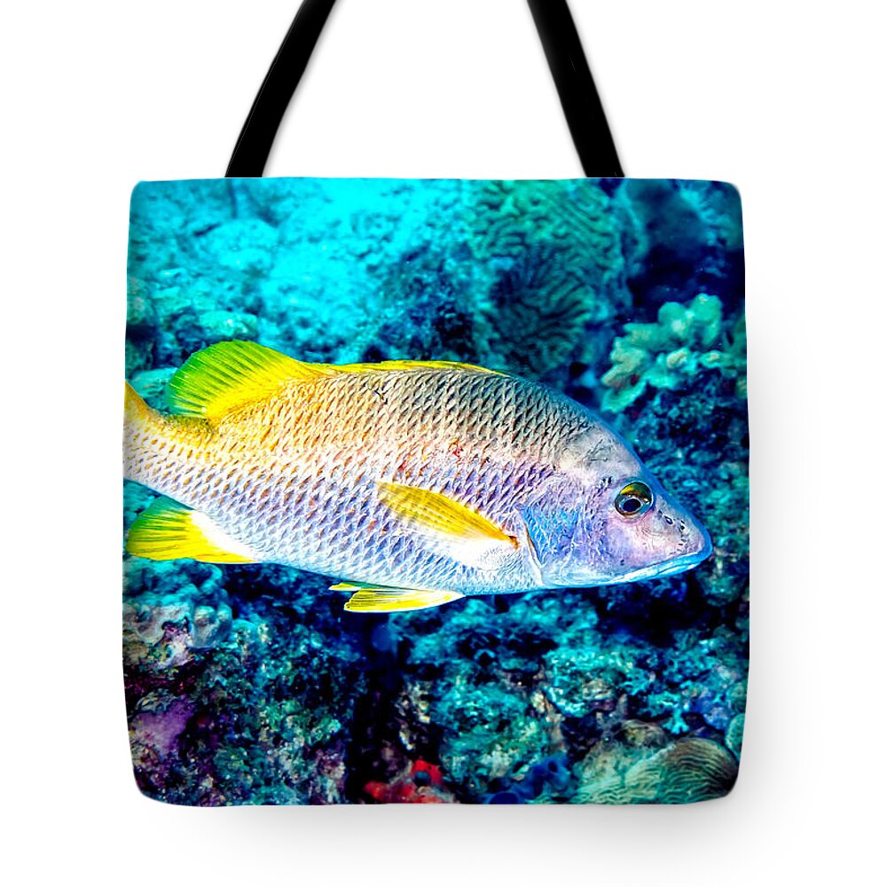 Schoolmaster Snapper Tote Bag featuring the photograph Schoolmaster Snapper #2 by Perla Copernik