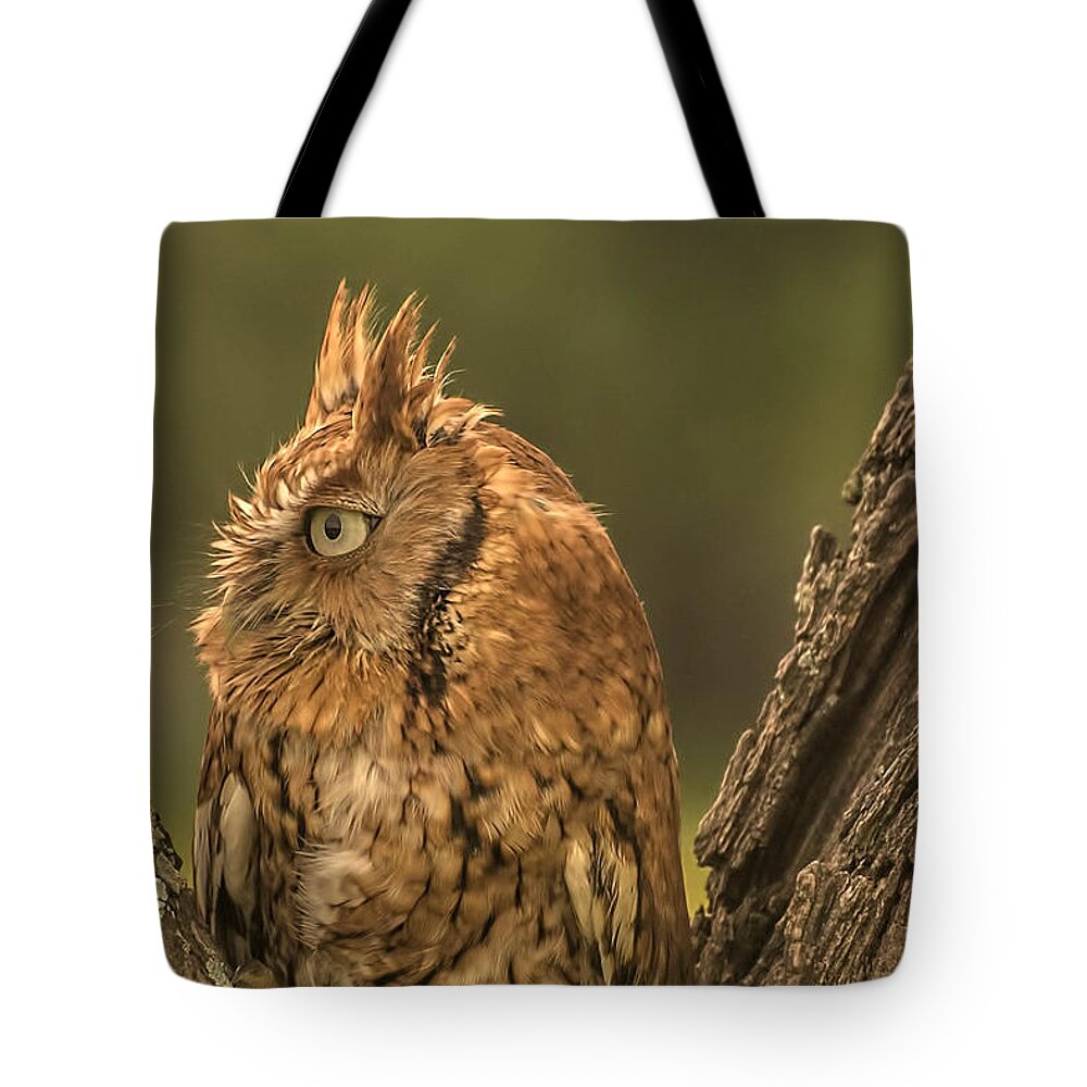 Bird Tote Bag featuring the photograph Screech Owl #1 by Peggy Blackwell