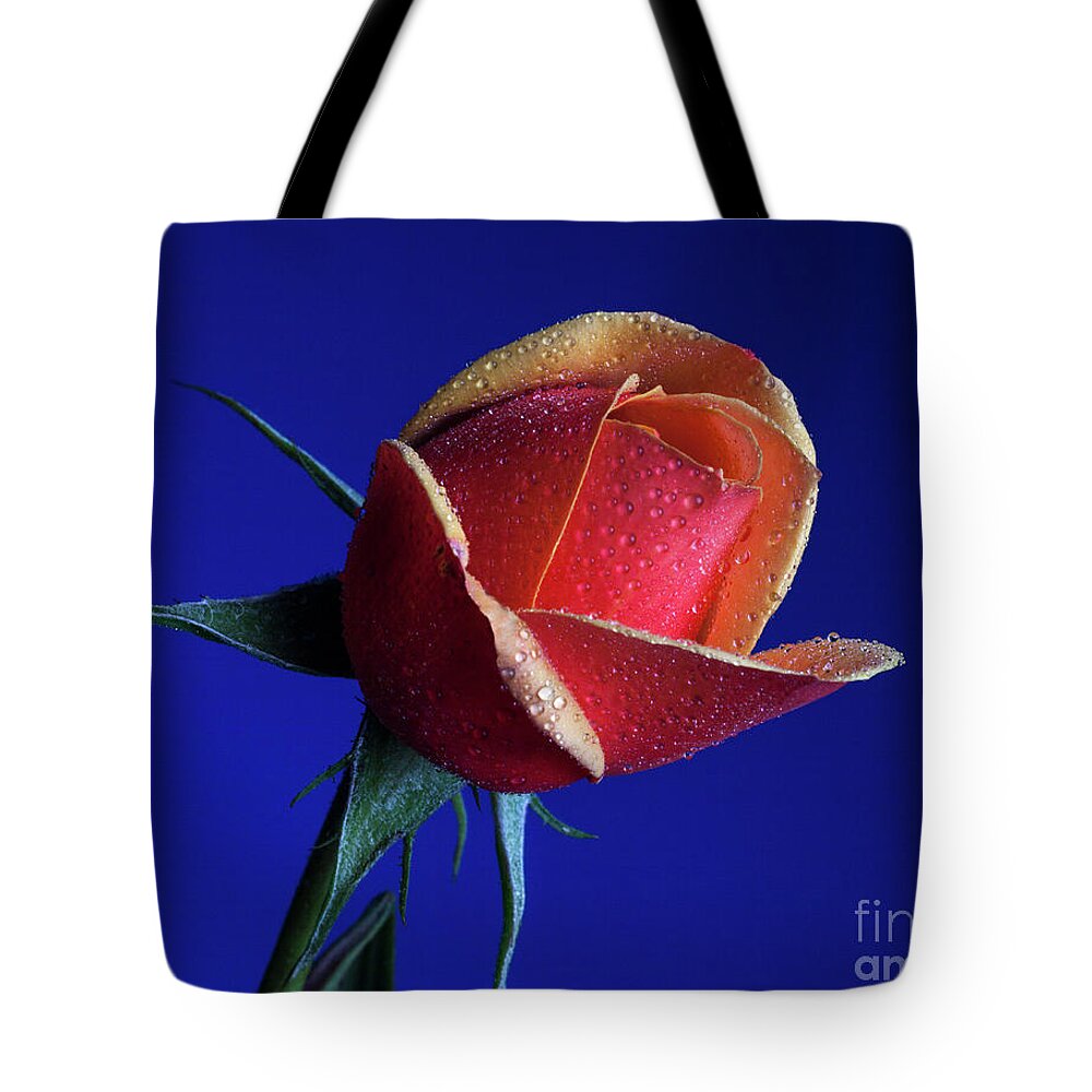 Salmon Tote Bag featuring the photograph Shy #2 by Doug Norkum